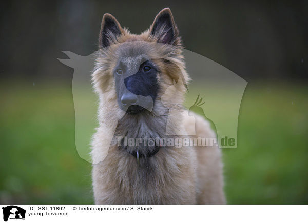 young Tervueren / SST-11802