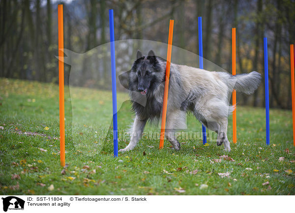 Tervueren beim Agility / Tervueren at agility / SST-11804