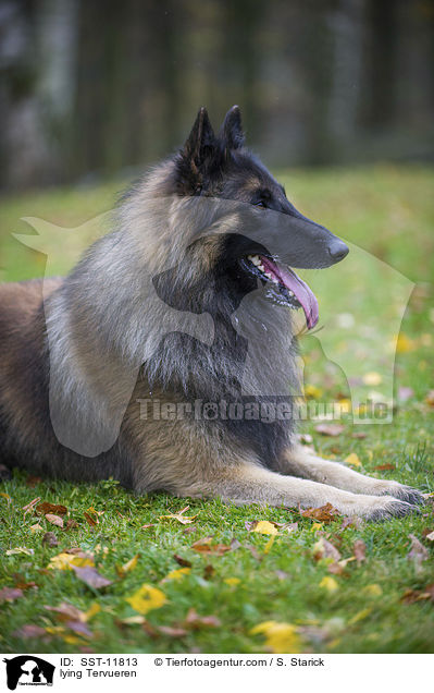 lying Tervueren / SST-11813