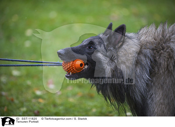 Tervuren Portrait / SST-11820