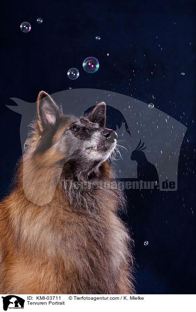 Tervueren Portrait / Tervuren Portrait / KMI-03711