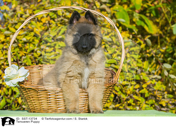 Tervueren Welpe / Tervueren Puppy / SST-13734