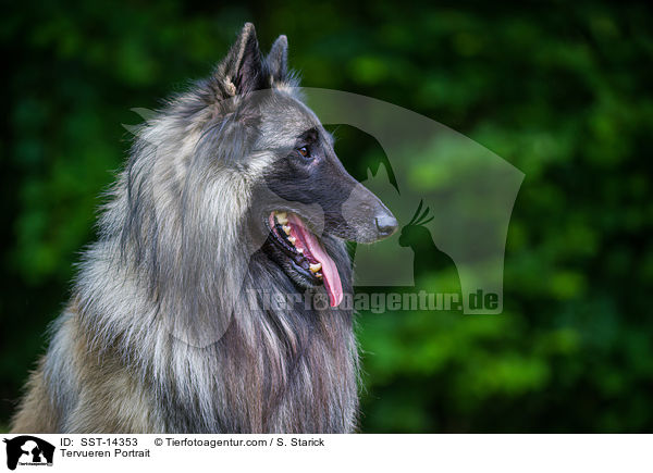 Tervueren Portrait / SST-14353