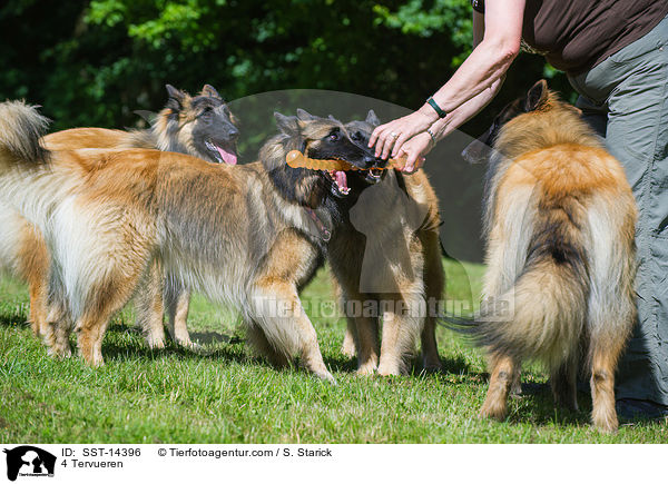 4 Tervueren / 4 Tervueren / SST-14396