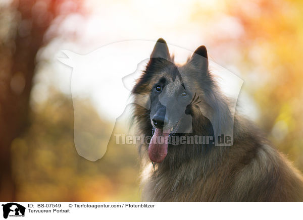 Tervueren Portrait / Tervueren Portrait / BS-07549