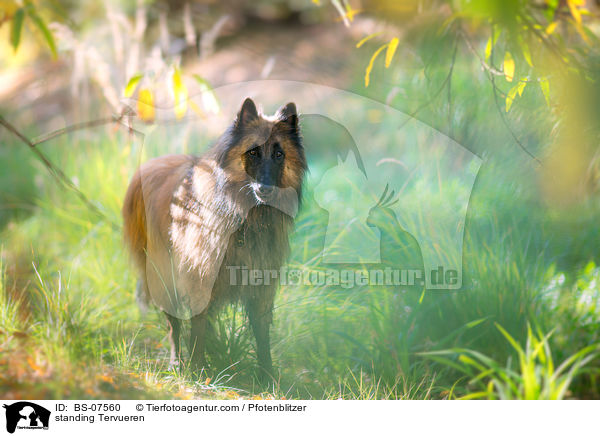 standing Tervueren / BS-07560