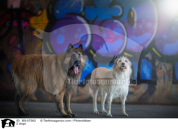 2 Hunde / 2 dogs / BS-07562
