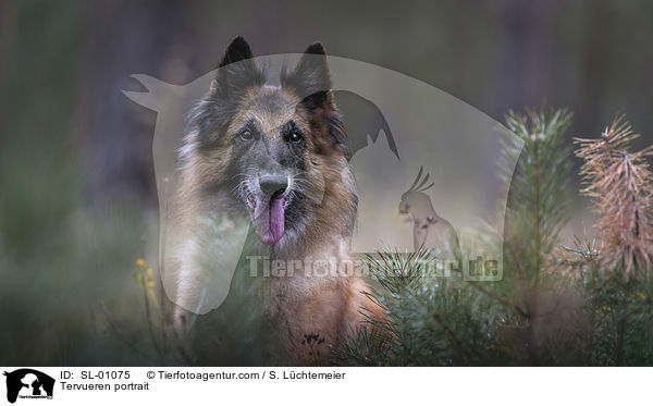 Tervueren portrait / SL-01075