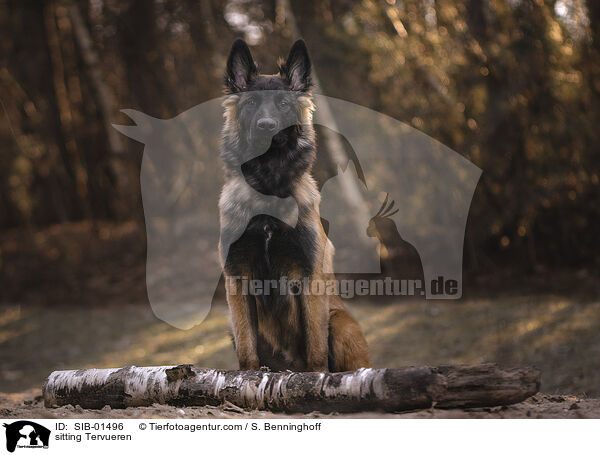 sitting Tervueren / SIB-01496