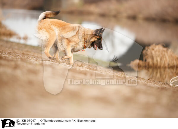 Tervueren im Herbst / Tervueren in autumn / KB-07047