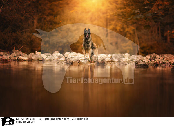 Tervueren Rde / male tervuren / CF-01346