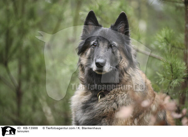 Tervueren / tervuren / KB-13988