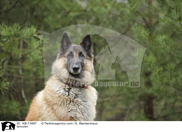 Tervueren / tervuren / KB-13997