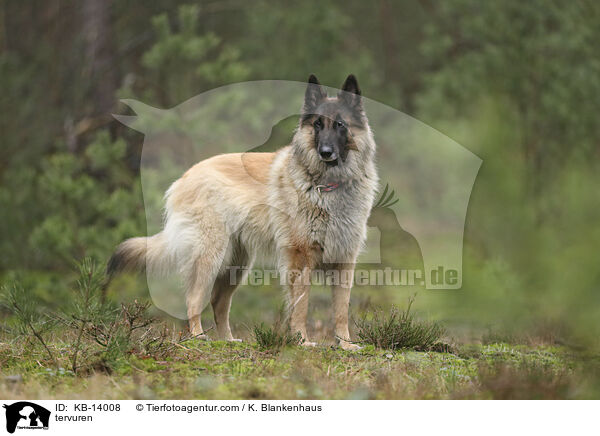 Tervueren / tervuren / KB-14008