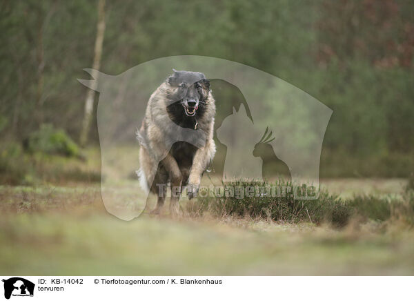 Tervueren / tervuren / KB-14042