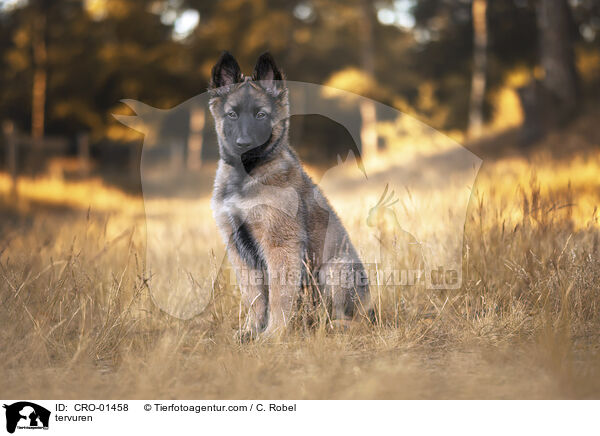 tervuren / CRO-01458