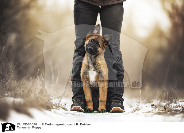 Tervueren Welpe / Tervueren Puppy / RP-01690