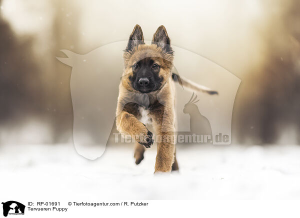 Tervueren Welpe / Tervueren Puppy / RP-01691