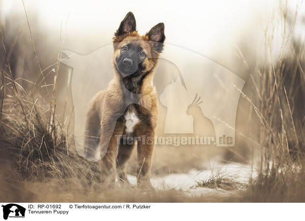 Tervueren Welpe / Tervueren Puppy / RP-01692