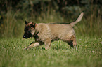 Tervuren Puppy