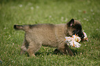 Tervuren Puppy