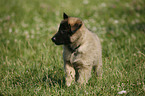 Tervuren Puppy