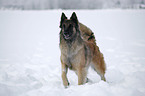 Tervuren in snow