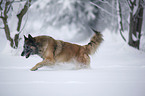 Tervuren in snow