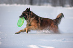 Tervuren in snow