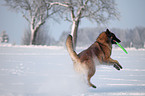 Tervuren in snow