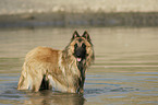 Belgian Tervuren