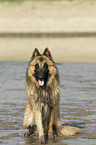 Belgian Tervuren