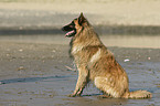 Belgian Tervuren