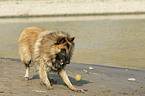 Belgian Tervuren