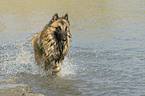 Belgian Tervuren