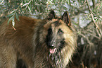 Belgian Tervuren