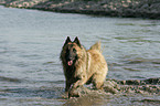 Belgian Tervuren