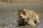 Belgian Tervuren