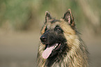 Belgian Tervuren