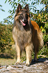 Belgian Tervuren