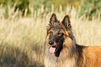 Belgian Tervuren Portrait