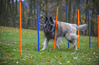 Tervueren at agility