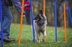 Tervueren at agility