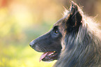 Tervueren Portrait