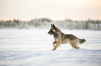 running Tervueren