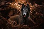 male tervuren