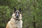 tervuren