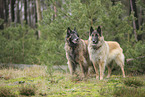 tervuren