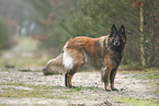 tervuren