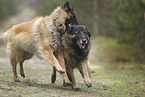 tervuren